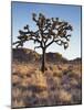 California, Joshua Tree National Park, a Joshua Tree in the Mojave Desert-Christopher Talbot Frank-Mounted Photographic Print