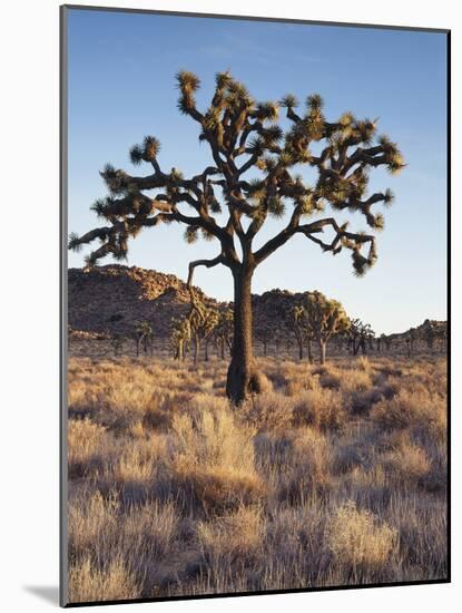 California, Joshua Tree National Park, a Joshua Tree in the Mojave Desert-Christopher Talbot Frank-Mounted Photographic Print