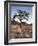 California, Joshua Tree National Park, a Joshua Tree in the Mojave Desert-Christopher Talbot Frank-Framed Photographic Print