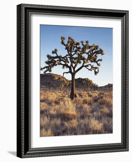 California, Joshua Tree National Park, a Joshua Tree in the Mojave Desert-Christopher Talbot Frank-Framed Photographic Print