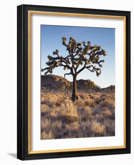 California, Joshua Tree National Park, a Joshua Tree in the Mojave Desert-Christopher Talbot Frank-Framed Photographic Print