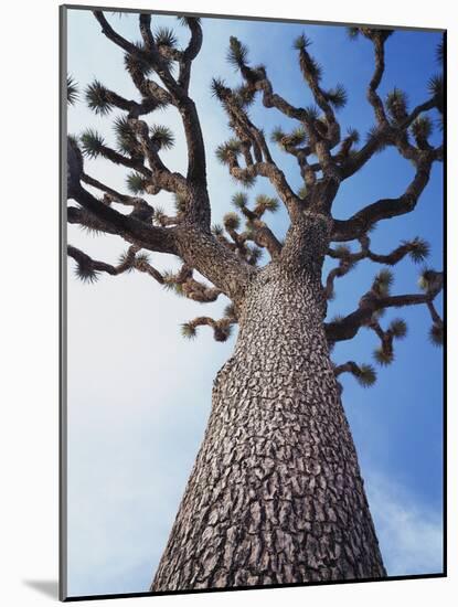 California, Joshua Tree National Park, a Joshua Tree in the Mojave Desert-Christopher Talbot Frank-Mounted Photographic Print