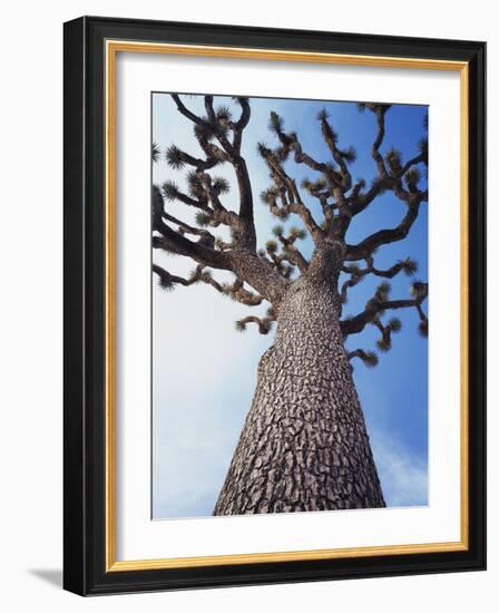 California, Joshua Tree National Park, a Joshua Tree in the Mojave Desert-Christopher Talbot Frank-Framed Photographic Print