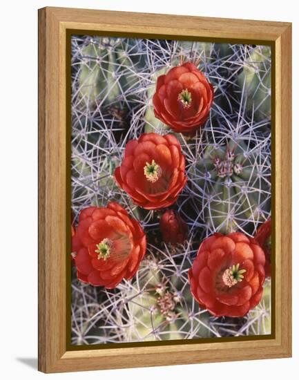 California, Joshua Tree National Park, Claret Cup Cactus Wildflowers-Christopher Talbot Frank-Framed Premier Image Canvas