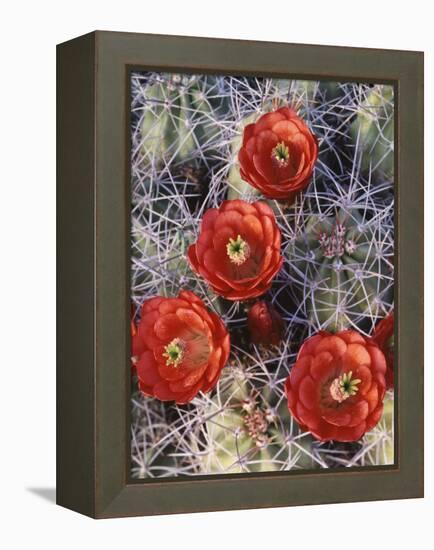 California, Joshua Tree National Park, Claret Cup Cactus Wildflowers-Christopher Talbot Frank-Framed Premier Image Canvas