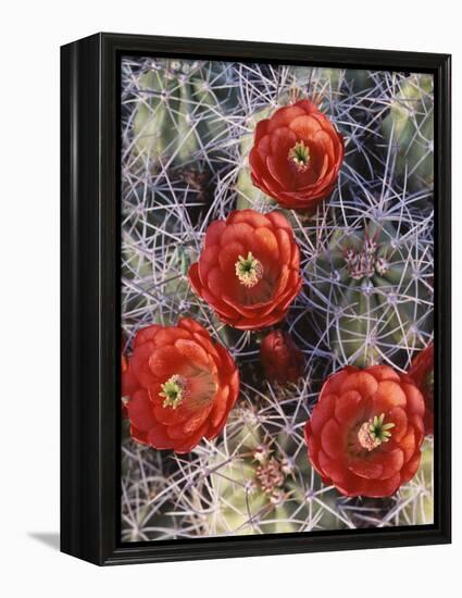 California, Joshua Tree National Park, Claret Cup Cactus Wildflowers-Christopher Talbot Frank-Framed Premier Image Canvas