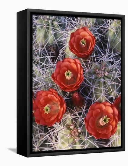 California, Joshua Tree National Park, Claret Cup Cactus Wildflowers-Christopher Talbot Frank-Framed Premier Image Canvas