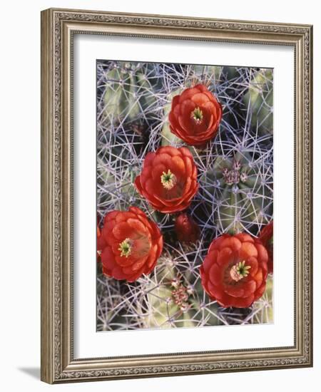 California, Joshua Tree National Park, Claret Cup Cactus Wildflowers-Christopher Talbot Frank-Framed Photographic Print