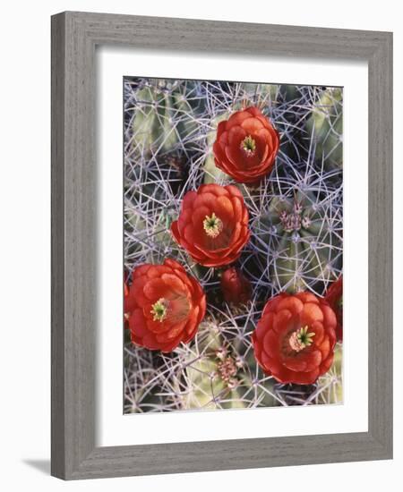 California, Joshua Tree National Park, Claret Cup Cactus Wildflowers-Christopher Talbot Frank-Framed Photographic Print