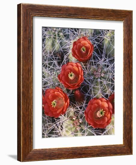 California, Joshua Tree National Park, Claret Cup Cactus Wildflowers-Christopher Talbot Frank-Framed Photographic Print