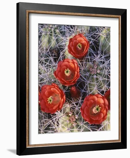 California, Joshua Tree National Park, Claret Cup Cactus Wildflowers-Christopher Talbot Frank-Framed Photographic Print