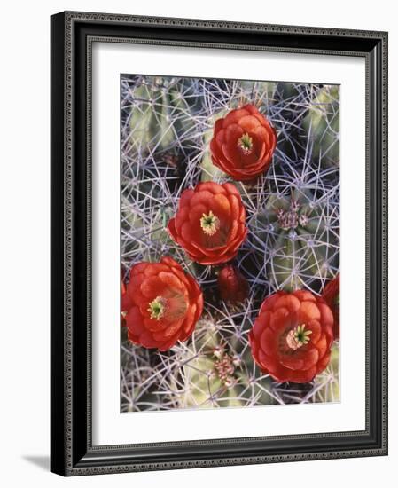 California, Joshua Tree National Park, Claret Cup Cactus Wildflowers-Christopher Talbot Frank-Framed Photographic Print