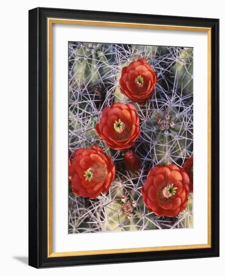 California, Joshua Tree National Park, Claret Cup Cactus Wildflowers-Christopher Talbot Frank-Framed Photographic Print