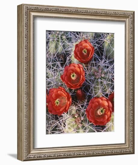 California, Joshua Tree National Park, Claret Cup Cactus Wildflowers-Christopher Talbot Frank-Framed Photographic Print