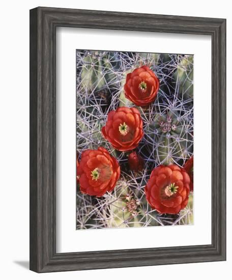 California, Joshua Tree National Park, Claret Cup Cactus Wildflowers-Christopher Talbot Frank-Framed Photographic Print