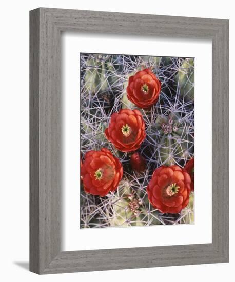 California, Joshua Tree National Park, Claret Cup Cactus Wildflowers-Christopher Talbot Frank-Framed Photographic Print