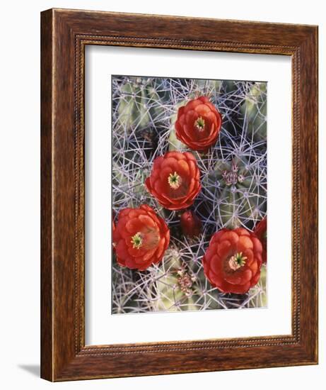 California, Joshua Tree National Park, Claret Cup Cactus Wildflowers-Christopher Talbot Frank-Framed Photographic Print