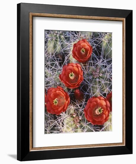 California, Joshua Tree National Park, Claret Cup Cactus Wildflowers-Christopher Talbot Frank-Framed Photographic Print