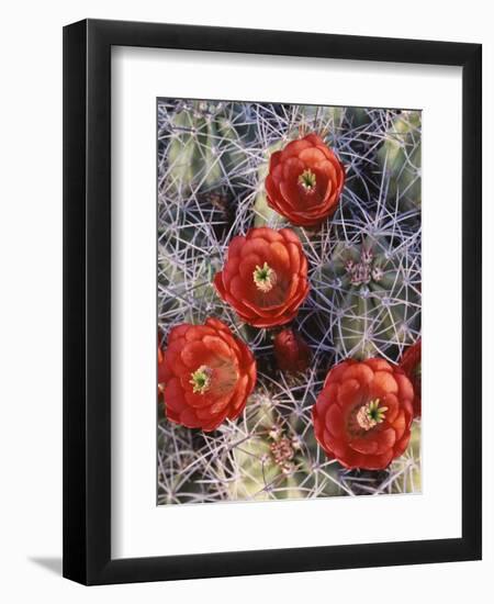 California, Joshua Tree National Park, Claret Cup Cactus Wildflowers-Christopher Talbot Frank-Framed Photographic Print