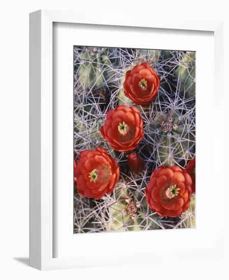 California, Joshua Tree National Park, Claret Cup Cactus Wildflowers-Christopher Talbot Frank-Framed Photographic Print