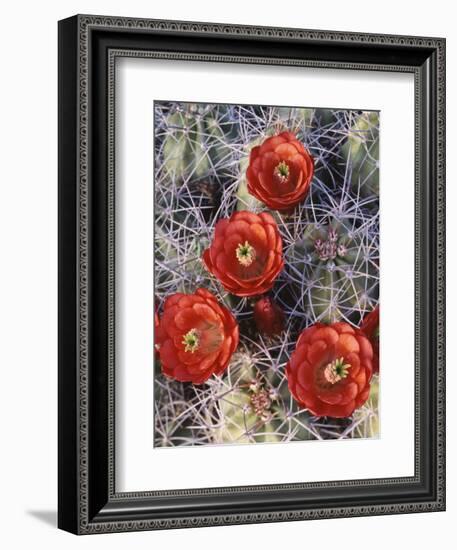 California, Joshua Tree National Park, Claret Cup Cactus Wildflowers-Christopher Talbot Frank-Framed Photographic Print