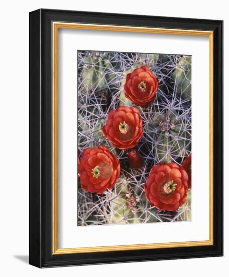 California, Joshua Tree National Park, Claret Cup Cactus Wildflowers-Christopher Talbot Frank-Framed Photographic Print