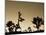 California, Joshua Tree National Park, Joshua Tree, Yucca Brevifolia, in Hidden Valley, Dawn, USA-Walter Bibikow-Mounted Photographic Print