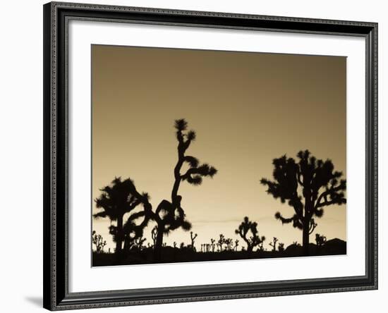 California, Joshua Tree National Park, Joshua Tree, Yucca Brevifolia, in Hidden Valley, Dawn, USA-Walter Bibikow-Framed Photographic Print