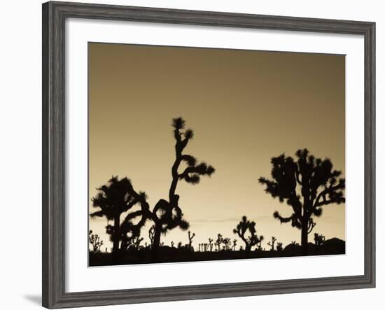 California, Joshua Tree National Park, Joshua Tree, Yucca Brevifolia, in Hidden Valley, Dawn, USA-Walter Bibikow-Framed Photographic Print