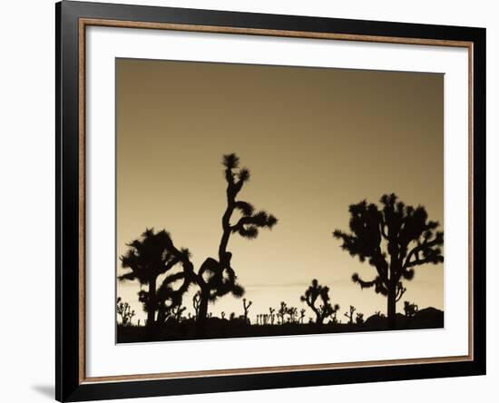 California, Joshua Tree National Park, Joshua Tree, Yucca Brevifolia, in Hidden Valley, Dawn, USA-Walter Bibikow-Framed Photographic Print