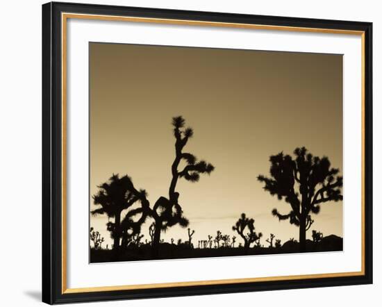 California, Joshua Tree National Park, Joshua Tree, Yucca Brevifolia, in Hidden Valley, Dawn, USA-Walter Bibikow-Framed Photographic Print