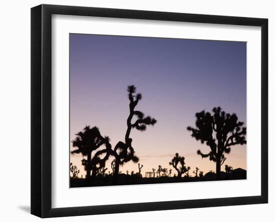California, Joshua Tree National Park, Joshua Tree, Yucca Brevifolia, in Hidden Valley, Dawn, USA-Walter Bibikow-Framed Photographic Print