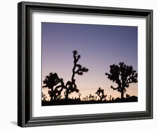 California, Joshua Tree National Park, Joshua Tree, Yucca Brevifolia, in Hidden Valley, Dawn, USA-Walter Bibikow-Framed Photographic Print