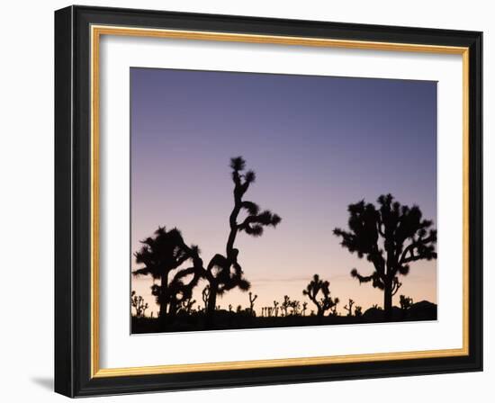 California, Joshua Tree National Park, Joshua Tree, Yucca Brevifolia, in Hidden Valley, Dawn, USA-Walter Bibikow-Framed Photographic Print