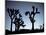 California, Joshua Tree National Park, Joshua Tree, Yucca Brevifolia, in Hidden Valley, Dawn, USA-Walter Bibikow-Mounted Photographic Print