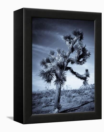 California, Joshua Tree National Park, Joshua Tree, Yucca Brevifolia, in Hidden Valley, USA-Walter Bibikow-Framed Premier Image Canvas