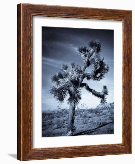 California, Joshua Tree National Park, Joshua Tree, Yucca Brevifolia, in Hidden Valley, USA-Walter Bibikow-Framed Photographic Print