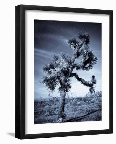 California, Joshua Tree National Park, Joshua Tree, Yucca Brevifolia, in Hidden Valley, USA-Walter Bibikow-Framed Photographic Print