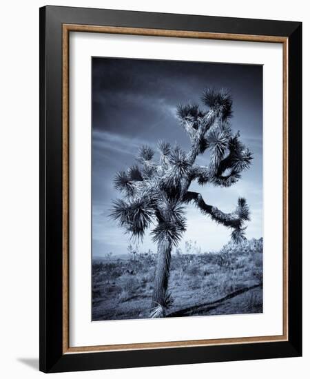 California, Joshua Tree National Park, Joshua Tree, Yucca Brevifolia, in Hidden Valley, USA-Walter Bibikow-Framed Photographic Print