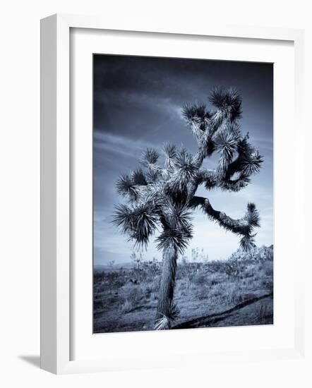 California, Joshua Tree National Park, Joshua Tree, Yucca Brevifolia, in Hidden Valley, USA-Walter Bibikow-Framed Photographic Print