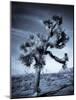 California, Joshua Tree National Park, Joshua Tree, Yucca Brevifolia, in Hidden Valley, USA-Walter Bibikow-Mounted Photographic Print