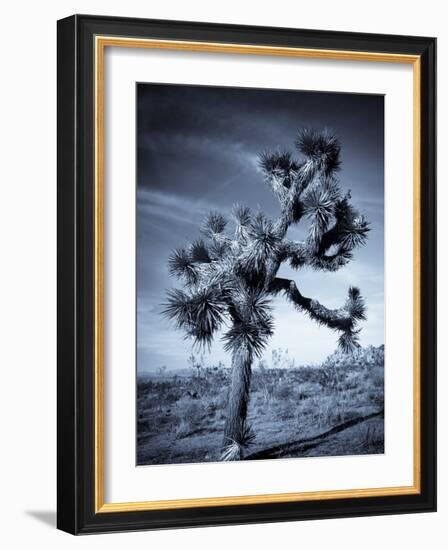 California, Joshua Tree National Park, Joshua Tree, Yucca Brevifolia, in Hidden Valley, USA-Walter Bibikow-Framed Photographic Print