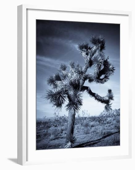 California, Joshua Tree National Park, Joshua Tree, Yucca Brevifolia, in Hidden Valley, USA-Walter Bibikow-Framed Photographic Print