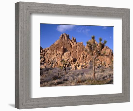 California, Joshua Tree National Park, Joshua Trees and Monzonite Granite Boulders at Hidden Valley-John Barger-Framed Premium Photographic Print