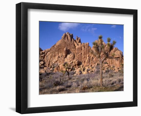 California, Joshua Tree National Park, Joshua Trees and Monzonite Granite Boulders at Hidden Valley-John Barger-Framed Premium Photographic Print