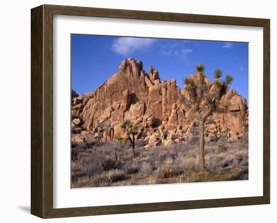 California, Joshua Tree National Park, Joshua Trees and Monzonite Granite Boulders at Hidden Valley-John Barger-Framed Photographic Print