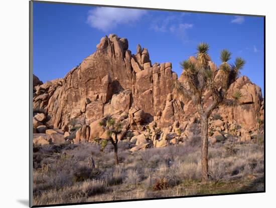 California, Joshua Tree National Park, Joshua Trees and Monzonite Granite Boulders at Hidden Valley-John Barger-Mounted Photographic Print