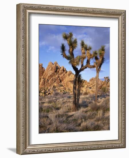 California, Joshua Tree National Park, Joshua Trees and Monzonite Granite Boulders at Hidden Valley-John Barger-Framed Photographic Print