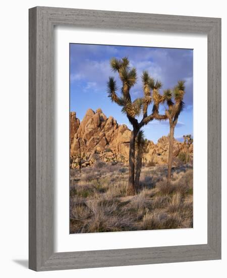 California, Joshua Tree National Park, Joshua Trees and Monzonite Granite Boulders at Hidden Valley-John Barger-Framed Photographic Print