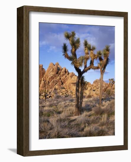 California, Joshua Tree National Park, Joshua Trees and Monzonite Granite Boulders at Hidden Valley-John Barger-Framed Photographic Print